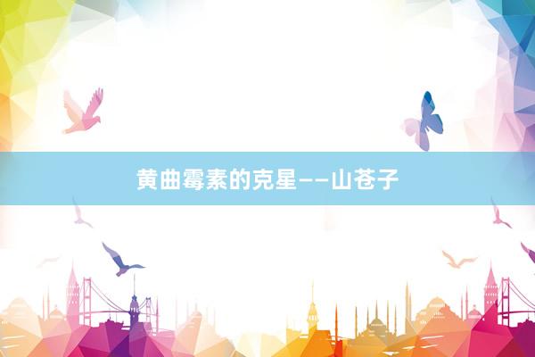 黄曲霉素的克星――山苍子
